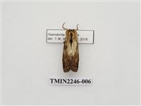 藏品(皮靄舟蛾)的圖片